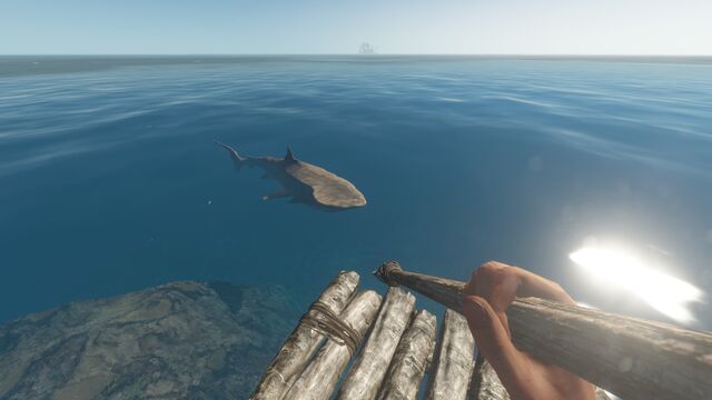 File:Curious shark.jpg