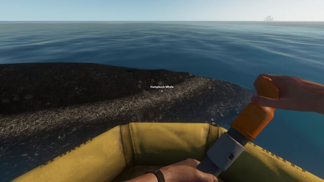 File:Humpback2.jpg
