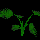 File:Bush10.png