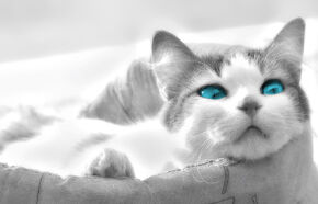Animal-Picture-Beautiful-Cat-With-Bright-Blue-Eyes-HD-Wallpaper-e1367756690836