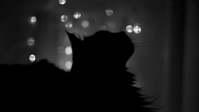 File:Cat silhouette (1).jpg