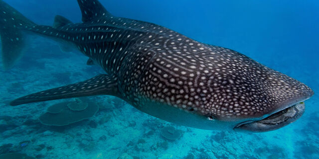 File:Whale-shark-1.jpg