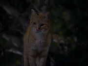 Red staring in disbelief