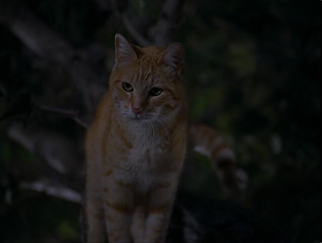 File:Red staring in disbelief.jpg