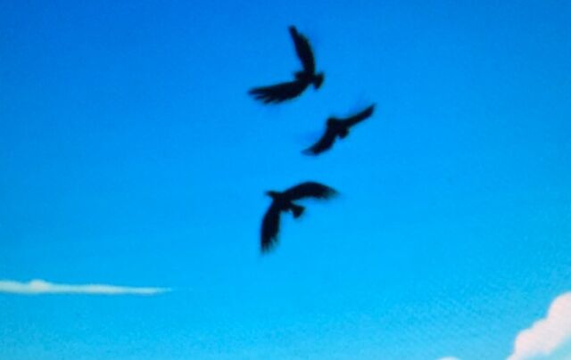 File:Crows flying away.jpg