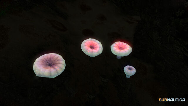 File:Blood Mushrooms 2.jpg