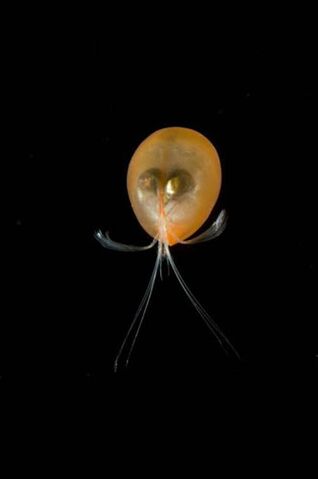 File:Sea-ostracod.jpeg