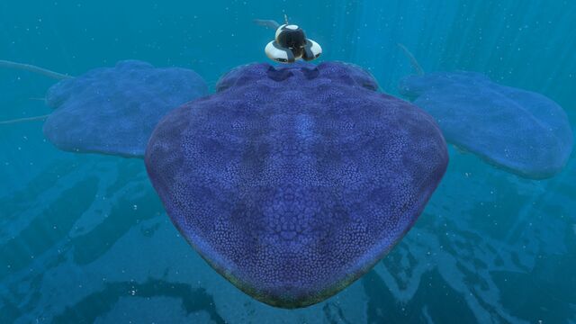 File:Reefback (6).jpg