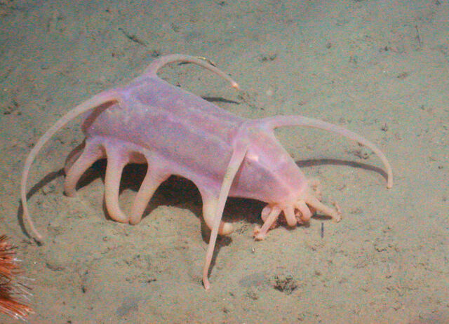 File:Sea-Pig1-660x476.jpg