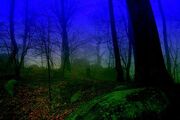 Forest at night