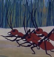 Ants