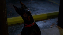 Familiardog.png