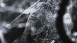 SpiderWeb.jpg