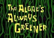 The Algae Always Greener