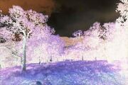 OakTreeGrove
