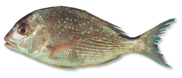 File:Snapper.jpg