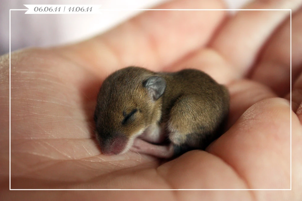 Image Old pictures my baby mouse by Sophie Octobre.jpg