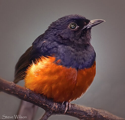 File:Beautiful Bird.jpg