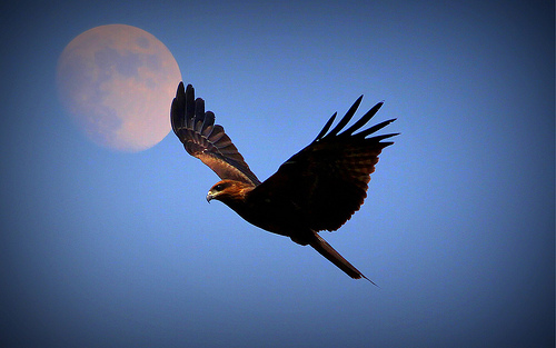 File:Kite.jpg