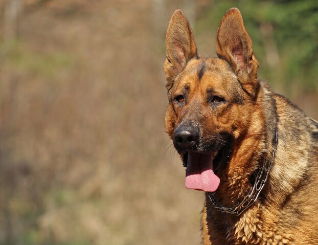 File:Fight Dog.jpg