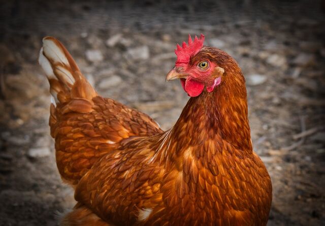 File:Chicken.jpg
