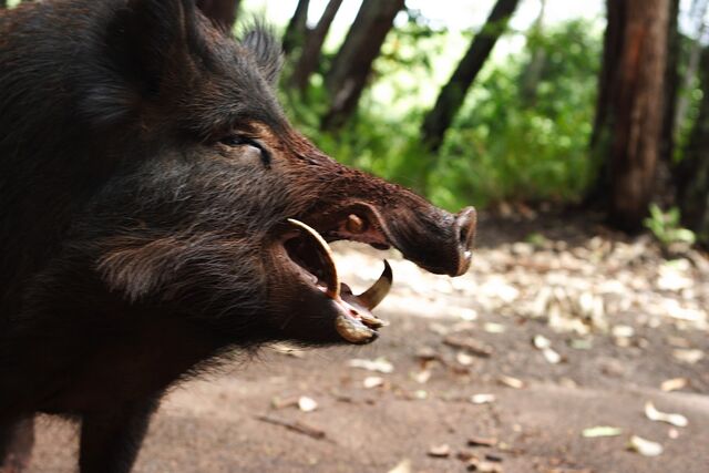File:Tusknose.jpg