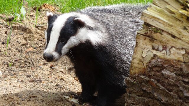 File:Badger.jpg
