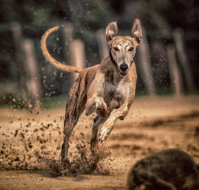 File:Swift-Dog.jpg