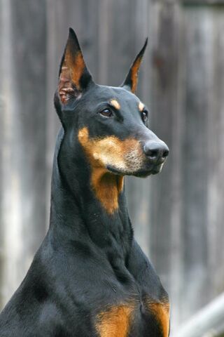 File:Fierce Dog.jpg