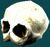 Squillskull