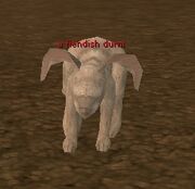 Fiendish Durni