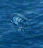 OpeeSeaKiller