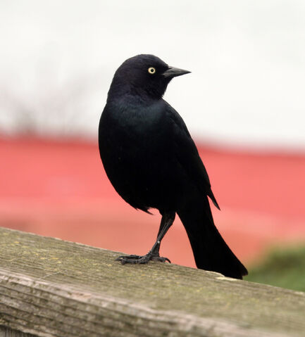 File:Blackbirdeye-3261.jpg
