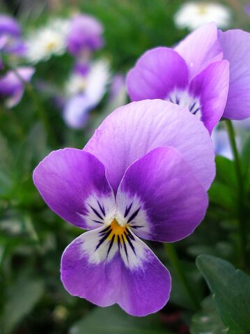 File:Purple pansy-9685.jpg