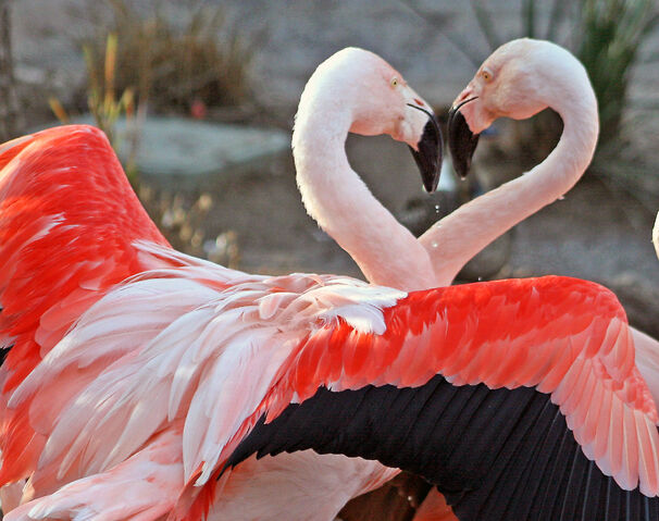 File:Dance+of+Love-3445.jpg