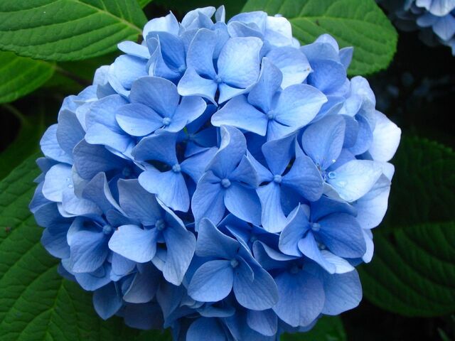 File:Hydrangea+blossom-3899.jpg