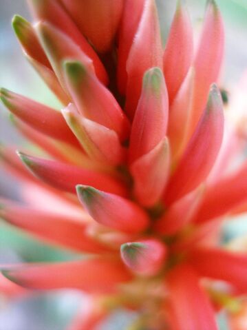 File:Aloe+buds+2-9995.jpg