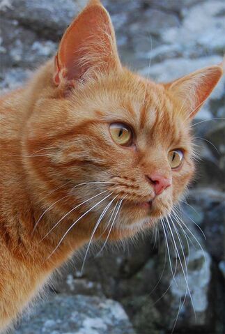 File:Inacatseye.jpg