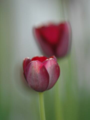 File:Dreamtulip-1277.jpg