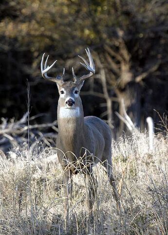 File:Quivira-whitetail-buck.jpg
