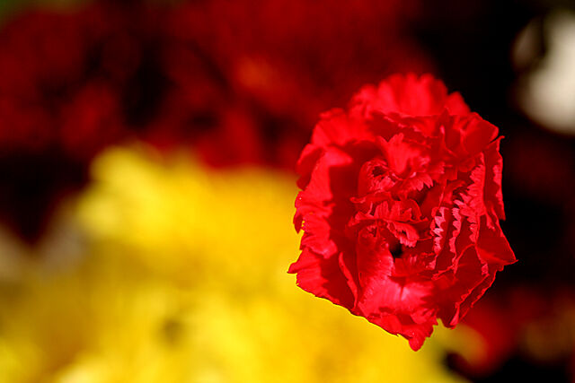 File:Red carnation-474.jpg