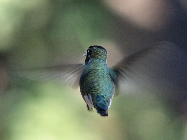 File:Hummingbird rear-view-606.jpg