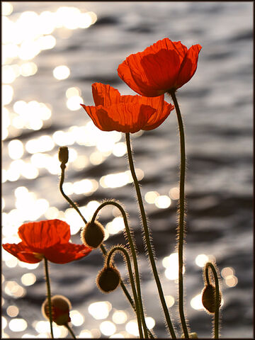 File:Poppies lake geneva-1237.jpg