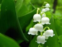 Lilyvalley-3632