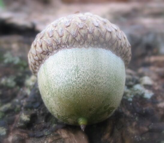 File:Acorn-7341.jpg