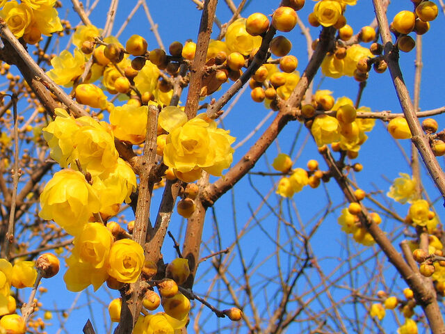 File:Allspice blossoms-2717.jpg