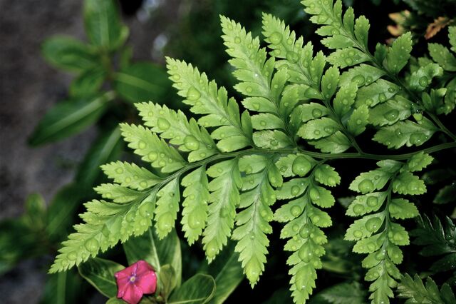 File:Fern-8357.jpg