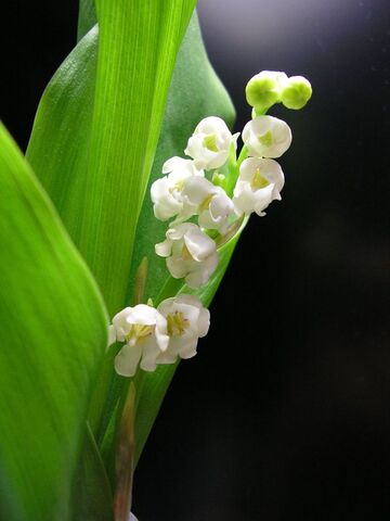 File:Lily+of+the+valley-632.jpg