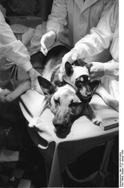 2-headed dog