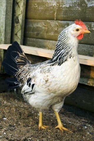 File:Chicken.jpg
